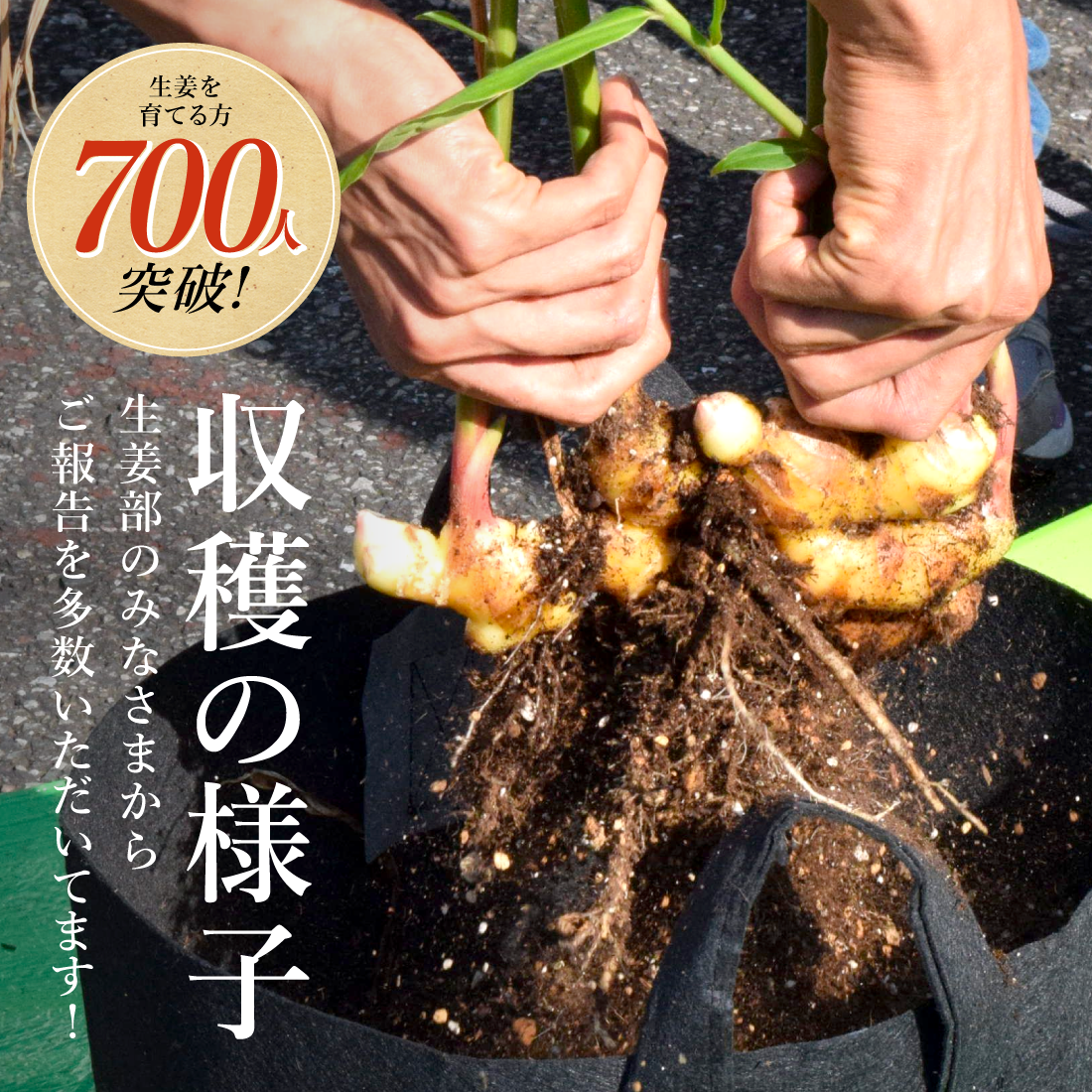 熊本県産 種生姜 15kg - 野菜