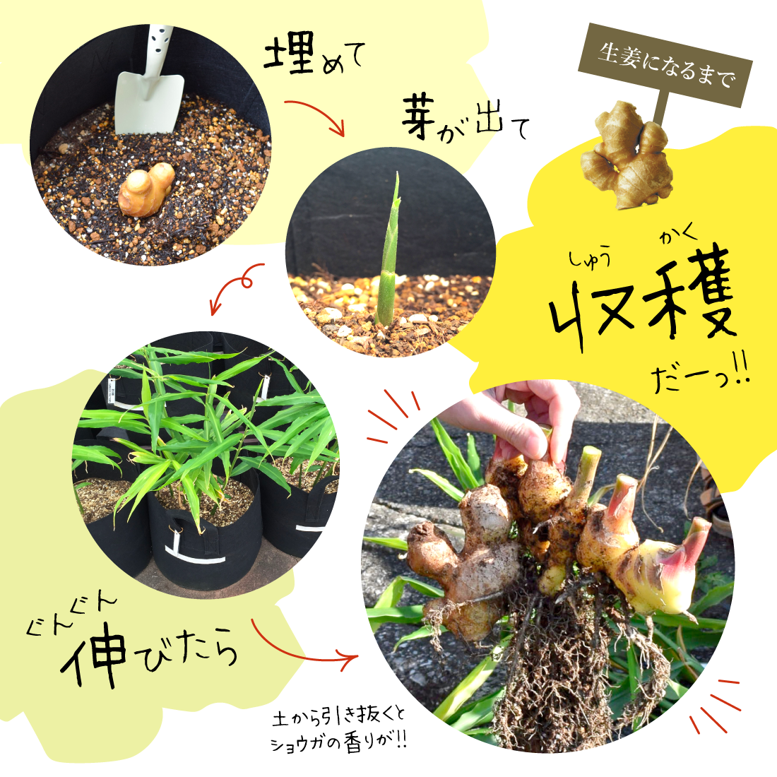 囲い生姜 無肥料 農薬栽培期間中不使用 露地栽培 熊本県産 4kg