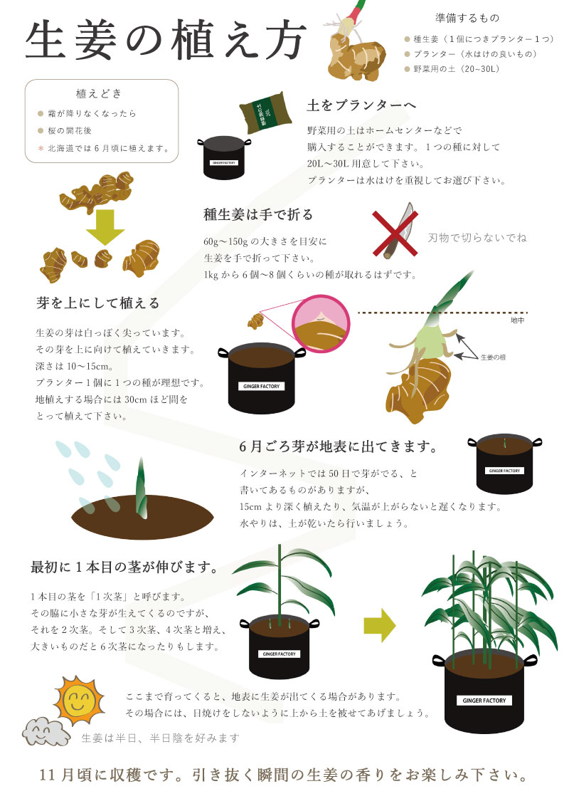 生姜専門店GINGER FACTORY / 【種生姜】熊本県産無農薬生姜 4kg【送料