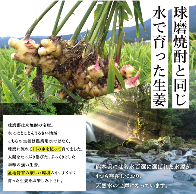 生姜専門店GINGER FACTORY / 熊本県球磨郡産 無農薬生姜 2kg【送料無料】