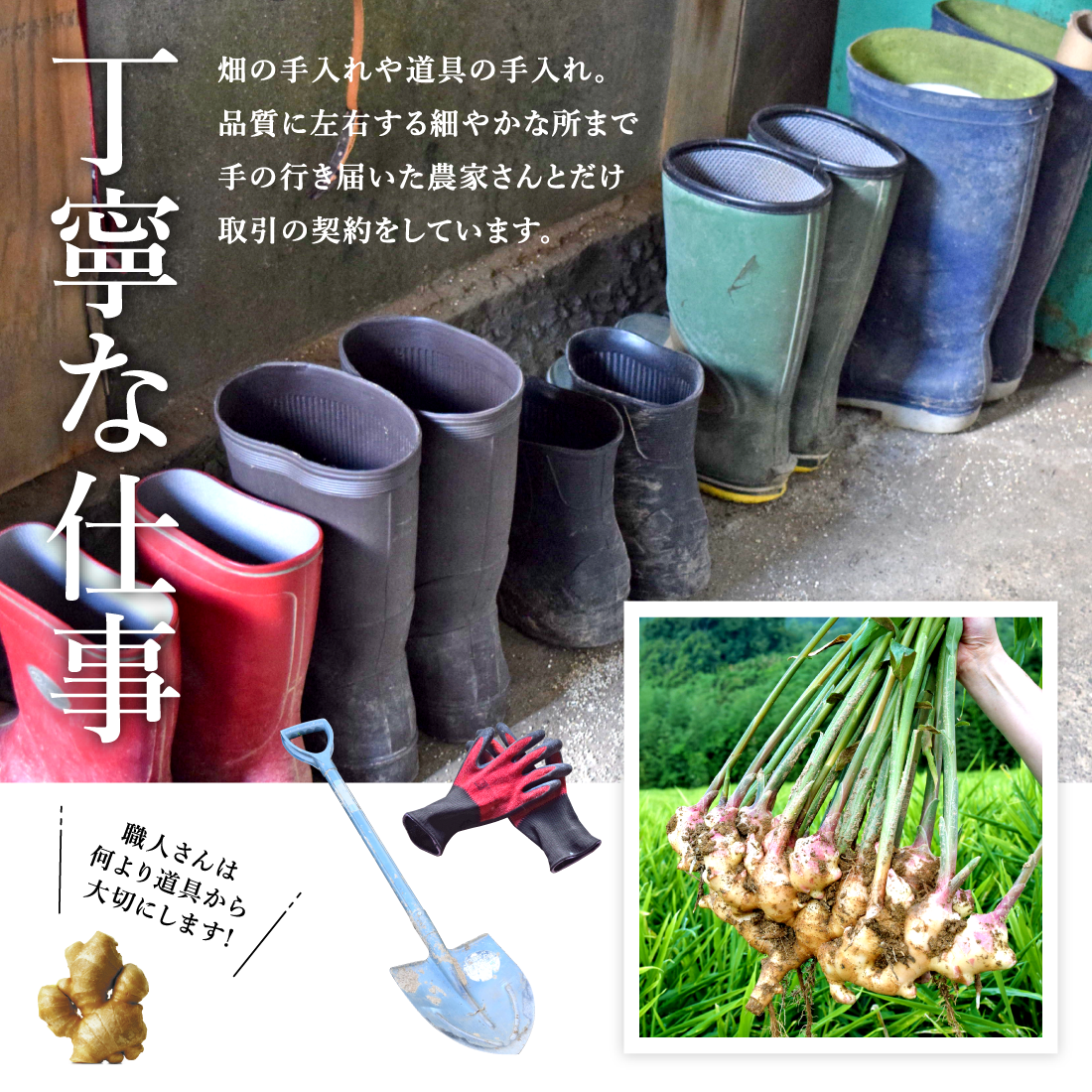 熊本県無農薬生姜のPRポイント1